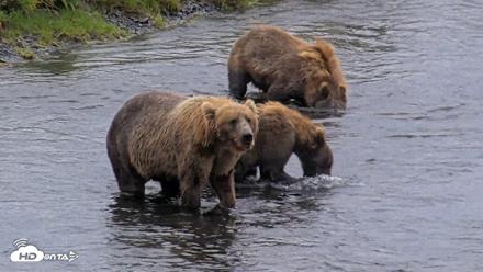 Kodiak Alaska Brown Bears Live Webcam - Aug 12, 2026, 6:26pm AKDT