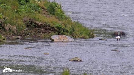 Kodiak Alaska Brown Bears Live Webcam - Aug 4, 2026, 8:28pm AKDT