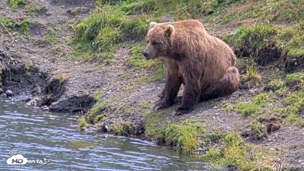 Kodiak Alaska Brown Bears Live Webcam - Aug 6, 2026, 3:15pm AKDT