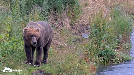 Kodiak Alaska Brown Bears Live Webcam - Aug 7, 2026, 5:18pm AKDT