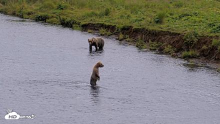 Kodiak Alaska Brown Bears Live Webcam - Aug 11, 2026, 4:30pm AKDT