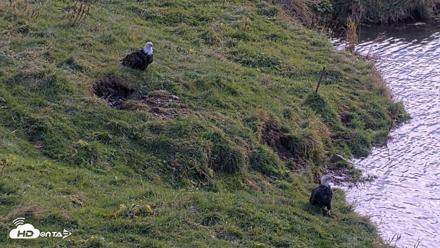 Kodiak Alaska Brown Bears Live Webcam - Oct 8, 2026, 12:42pm AKDT