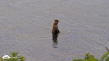 Kodiak Alaska Brown Bears Live Webcam - Jul 23, 2026, 11:32am AKDT