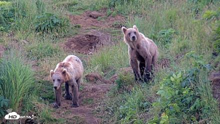 Kodiak Alaska Brown Bears Live Webcam - Jul 30, 2026, 9:49pm AKDT