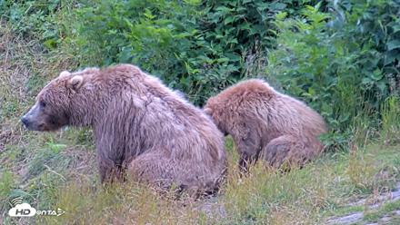 Kodiak Alaska Brown Bears Live Webcam - Aug 3, 2026, 7:33pm AKDT