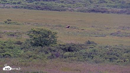 Kodiak Alaska Brown Bears Live Webcam - Aug 4, 2026, 9:28am AKDT