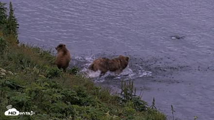 Kodiak Alaska Brown Bears Live Webcam - Jul 27, 2026, 11:00pm AKDT