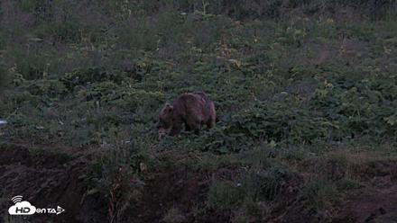 Kodiak Alaska Brown Bears Live Webcam - Aug 11, 2026, 10:33pm AKDT