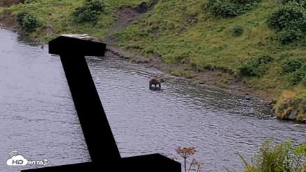 Kodiak Alaska Brown Bears Live Webcam - Aug 22, 2026, 6:36pm AKDT