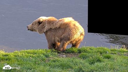Kodiak Alaska Brown Bears Live Webcam - Oct 2, 2026, 6:16pm AKDT