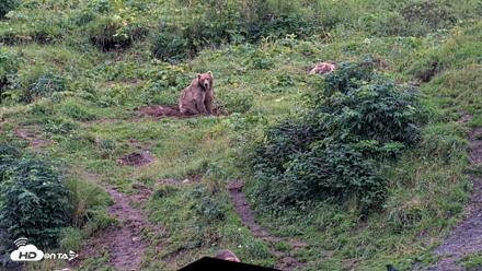 Kodiak Alaska Brown Bears Live Webcam - Aug 19, 2026, 7:42pm AKDT