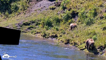 Kodiak Alaska Brown Bears Live Webcam - Jul 26, 2026, 12:34pm AKDT