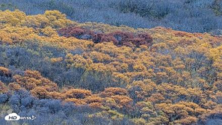 Kodiak Alaska Brown Bears Live Webcam - Oct 20, 2026, 3:35pm AKDT