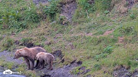 Kodiak Alaska Brown Bears Live Webcam - Aug 4, 2026, 5:17pm AKDT
