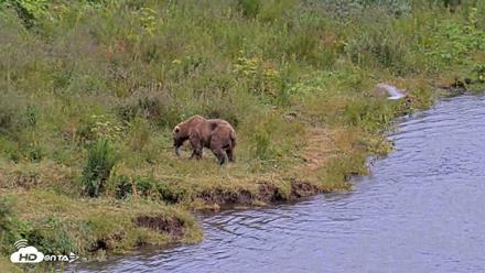 Kodiak Alaska Brown Bears Live Webcam - Aug 4, 2026, 9:43pm AKDT