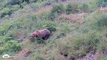 Kodiak Alaska Brown Bears Live Webcam - Aug 7, 2026, 12:01pm AKDT