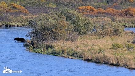 Kodiak Alaska Brown Bears Live Webcam - Oct 2, 2026, 3:03pm AKDT