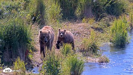 Kodiak Alaska Brown Bears Live Webcam - Aug 1, 2026, 11:54am AKDT