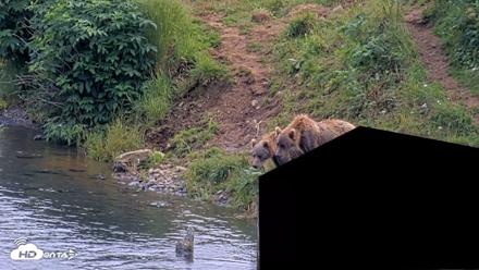 Kodiak Alaska Brown Bears Live Webcam - Aug 9, 2026, 3:59pm AKDT