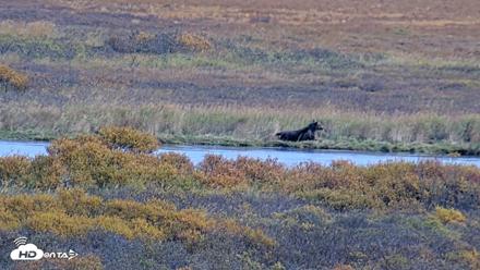 Kodiak Alaska Brown Bears Live Webcam - Oct 3, 2026, 4:03pm AKDT