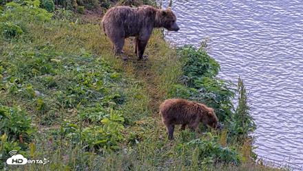 Kodiak Alaska Brown Bears Live Webcam - Aug 2, 2026, 9:05am AKDT