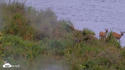 Kodiak Alaska Brown Bears Live Webcam - Aug 19, 2026, 11:08am AKDT