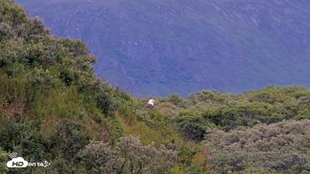 Kodiak Alaska Brown Bears Live Webcam - Aug 12, 2026, 7:51am AKDT