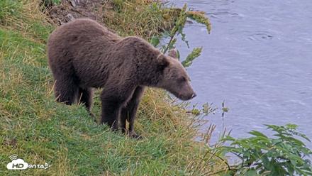 Kodiak Alaska Brown Bears Live Webcam - Aug 20, 2026, 6:07pm AKDT