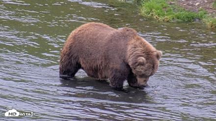 Kodiak Alaska Brown Bears Live Webcam - Oct 6, 2026, 2:07pm AKDT