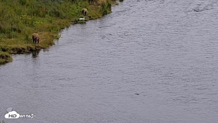 Kodiak Alaska Brown Bears Live Webcam - Aug 4, 2026, 4:31pm AKDT