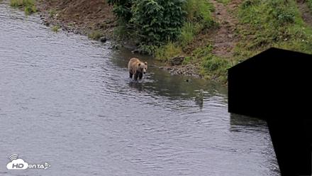 Kodiak Alaska Brown Bears Live Webcam - Aug 17, 2026, 4:07pm AKDT