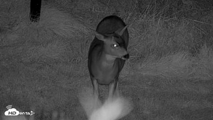 Kodiak Alaska Brown Bears Live Webcam - Oct 21, 2026, 9:28pm AKDT