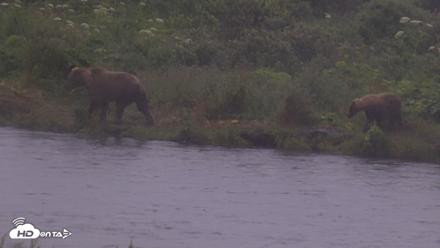 Kodiak Alaska Brown Bears Live Webcam - Aug 4, 2026, 7:38am AKDT
