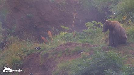 Kodiak Alaska Brown Bears Live Webcam - Aug 13, 2026, 5:00pm AKDT