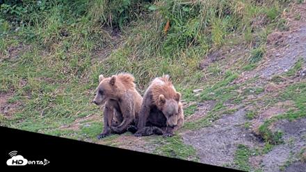 Kodiak Alaska Brown Bears Live Webcam - Aug 2, 2026, 8:36pm AKDT