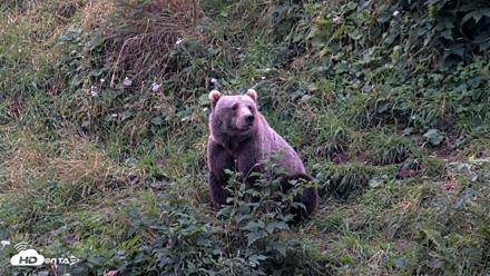 Kodiak Alaska Brown Bears Live Webcam - Aug 20, 2026, 9:19pm AKDT