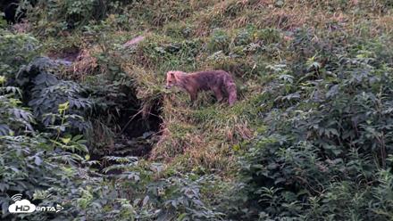 Kodiak Alaska Brown Bears Live Webcam - Aug 20, 2026, 9:18pm AKDT