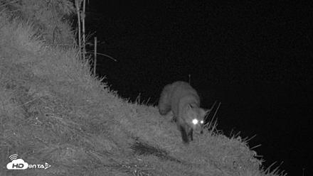 Kodiak Alaska Brown Bears Live Webcam - Oct 4, 2026, 9:21pm AKDT