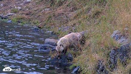 Kodiak Alaska Brown Bears Live Webcam - Aug 9, 2026, 9:08pm AKDT
