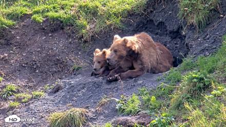 Kodiak Alaska Brown Bears Live Webcam - Aug 22, 2026, 3:46pm AKDT