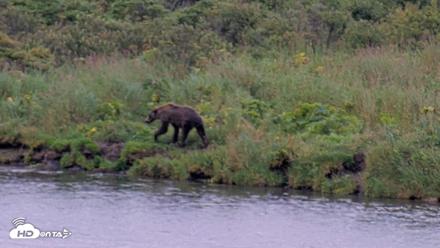Kodiak Alaska Brown Bears Live Webcam - Aug 22, 2026, 7:15pm AKDT