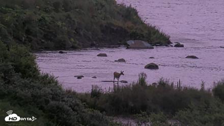 Kodiak Alaska Brown Bears Live Webcam - Aug 14, 2026, 6:52am AKDT