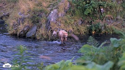 Kodiak Alaska Brown Bears Live Webcam - Aug 8, 2026, 10:25pm AKDT