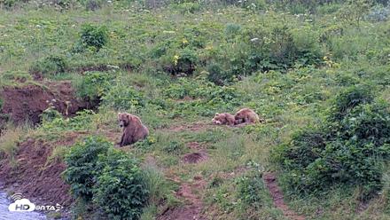 Kodiak Alaska Brown Bears Live Webcam - Aug 6, 2026, 8:17pm AKDT
