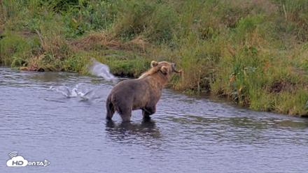 Kodiak Alaska Brown Bears Live Webcam - Aug 15, 2026, 10:37am AKDT