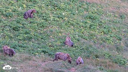 Kodiak Alaska Brown Bears Live Webcam - Aug 11, 2026, 8:12pm AKDT