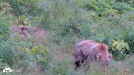 Kodiak Alaska Brown Bears Live Webcam - Aug 7, 2026, 5:26pm AKDT