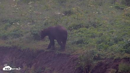 Kodiak Alaska Brown Bears Live Webcam - Aug 4, 2026, 7:02am AKDT