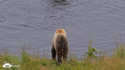 Kodiak Alaska Brown Bears Live Webcam - Aug 5, 2026, 7:09am AKDT
