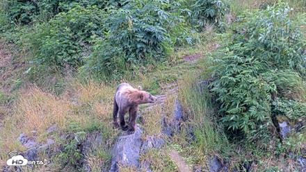 Kodiak Alaska Brown Bears Live Webcam - Aug 7, 2026, 5:47pm AKDT